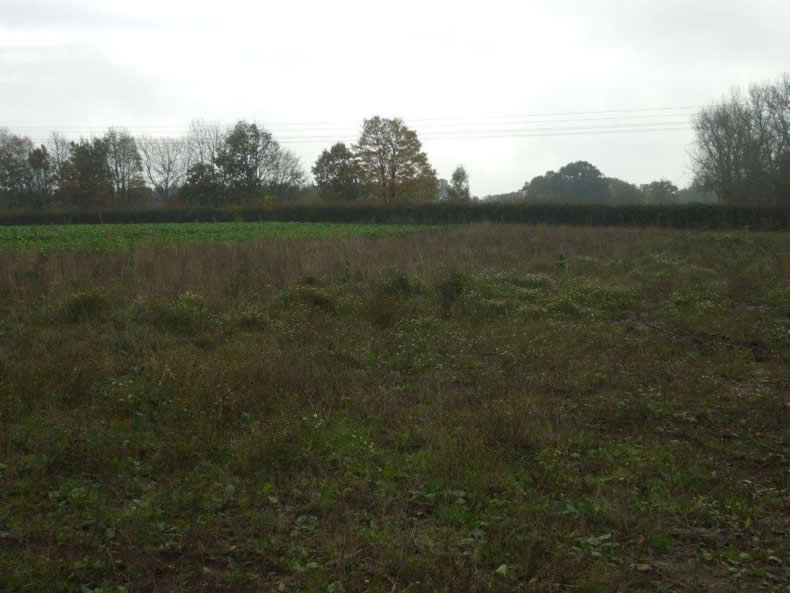 Field before AD construction starts